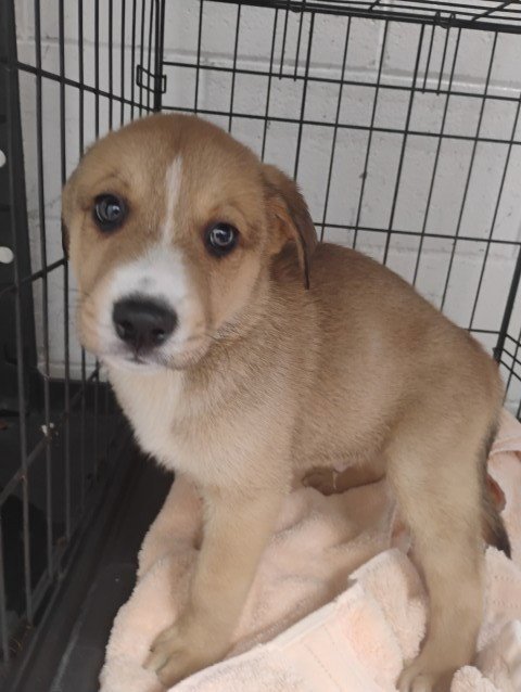VENUS - Labrador Retriever available for adoption