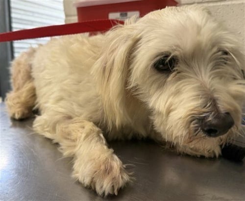 HAMM - Maltese available for adoption