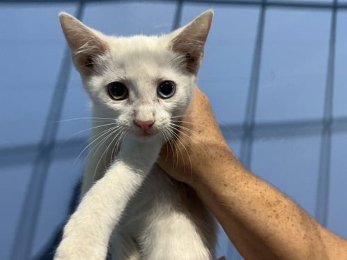 QUEEN ELIZAPURR - Domestic Short Hair available for adoption