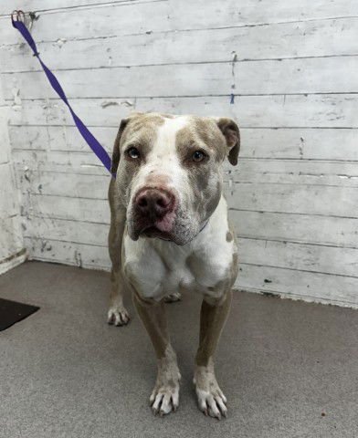 POPE - Pit Bull Terrier available for adoption