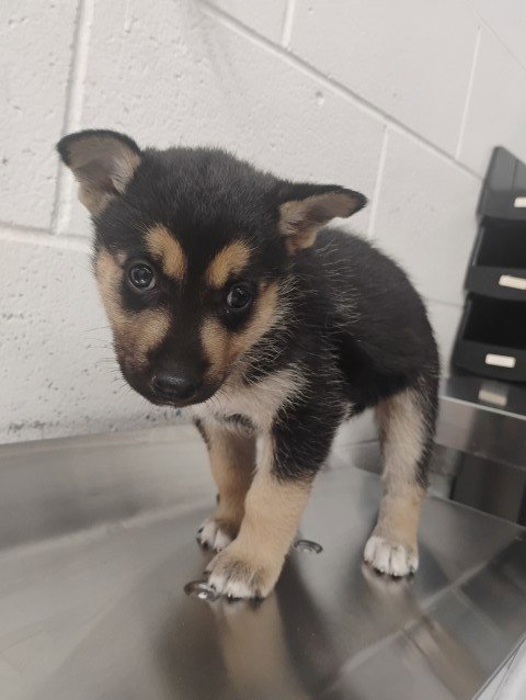 STELLA - German Shepherd Dog available for adoption