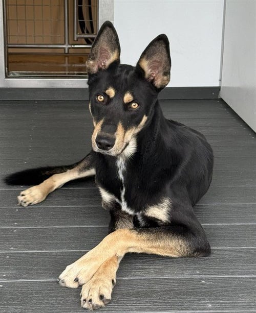 LEO - German Shepherd Dog available for adoption