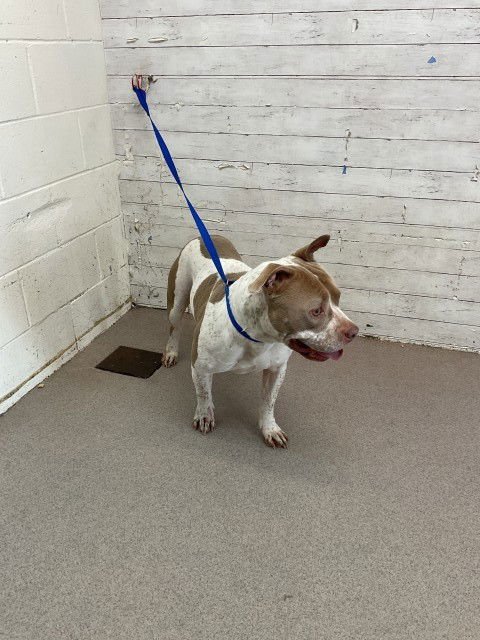 PAQUITO - Pit Bull Terrier available for adoption