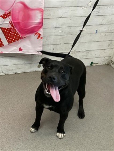 SHYLOH - Pit Bull Terrier available for adoption