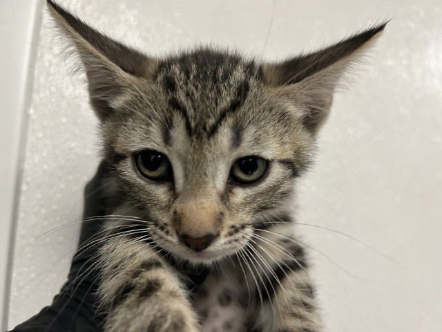 A589123 - Domestic Short Hair available for adoption