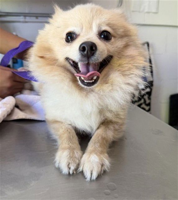 BEAU - Pomeranian available for adoption
