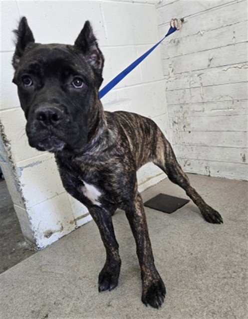 DAISY - Cane Corso Mastiff available for adoption