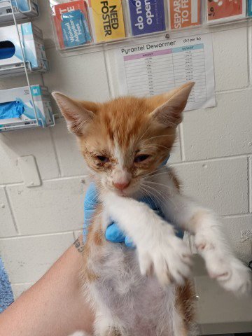 SIMBA Image