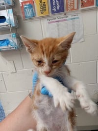 SIMBA - Photo 1