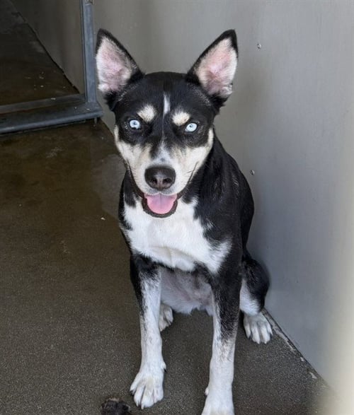 LILY - German Shepherd Dog / Siberian Husky available for adoption