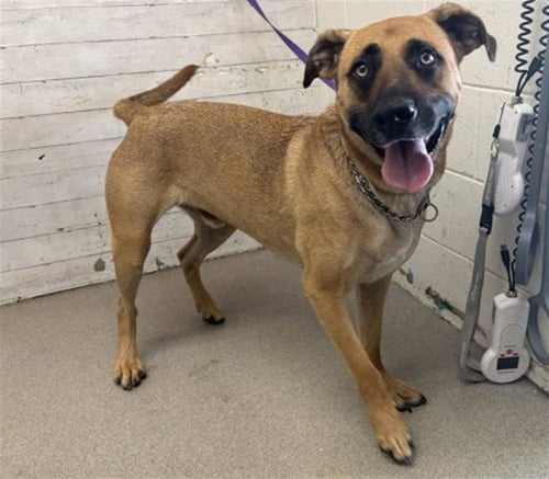 HOTCHNER - Belgian Shepherd Malinois available for adoption