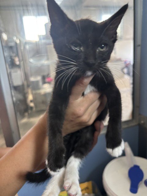 MITTENS - Domestic Short Hair available for adoption