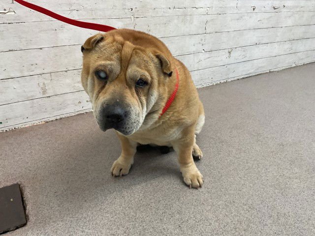 TED - Chinese Shar-Pei available for adoption