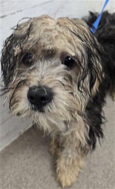 NUGGET - Poodle (Miniature) available for adoption
