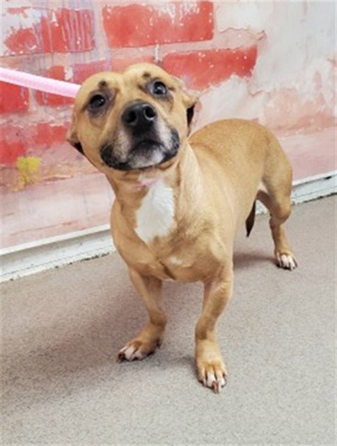 KEVIN - Pit Bull Terrier available for adoption