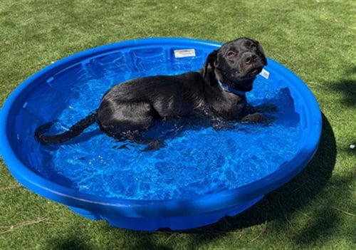 PEPPER - Labrador Retriever / Pit Bull Terrier available for adoption
