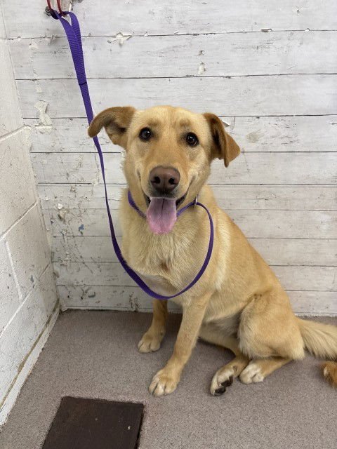 LEMON DROP - German Shepherd Dog available for adoption