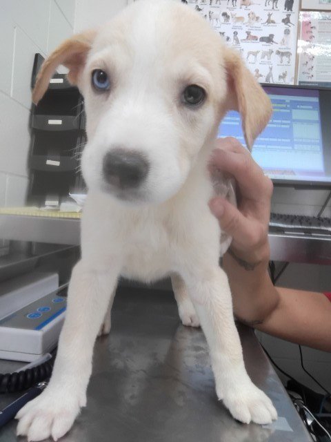 MARS - Labrador Retriever available for adoption
