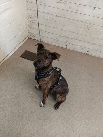 TOBLERONE - Pit Bull Terrier available for adoption