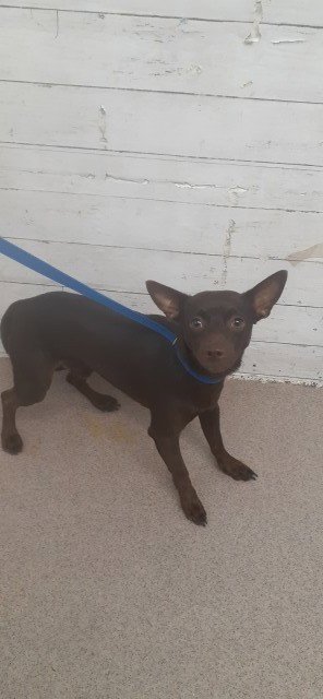 GRIFFIN - Chihuahua available for adoption