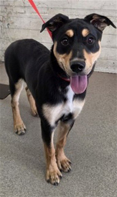 VALENTINA - German Shepherd Dog available for adoption