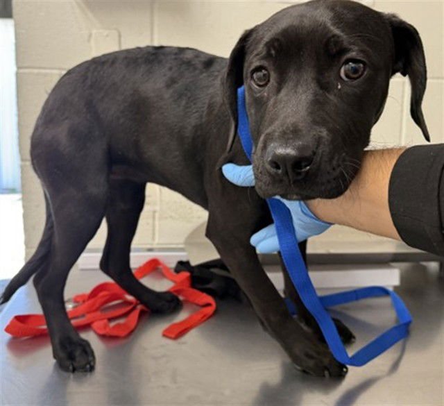 RHEA - Pit Bull Terrier available for adoption