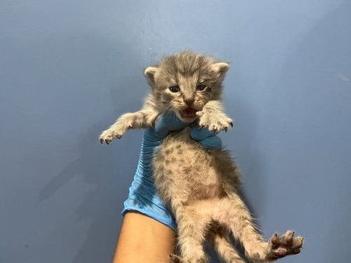 RAINBOW - Domestic Short Hair available for adoption