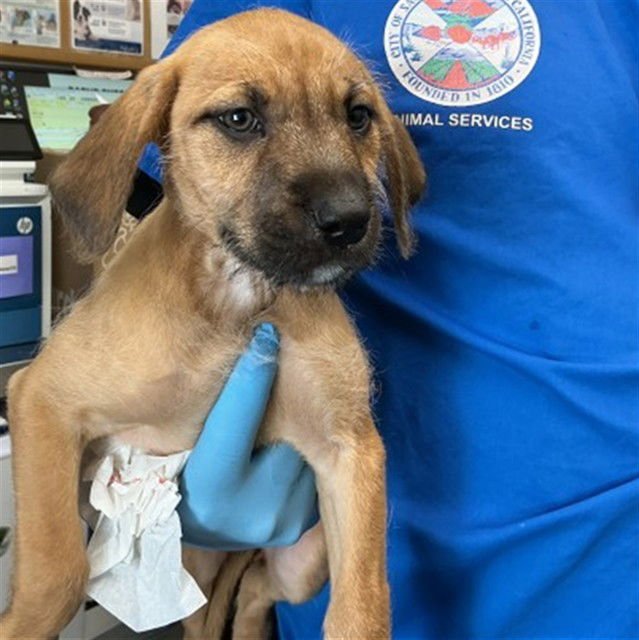 ADELE - Boxer available for adoption