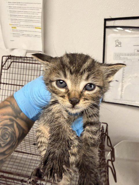 A592366 - Domestic Short Hair available for adoption