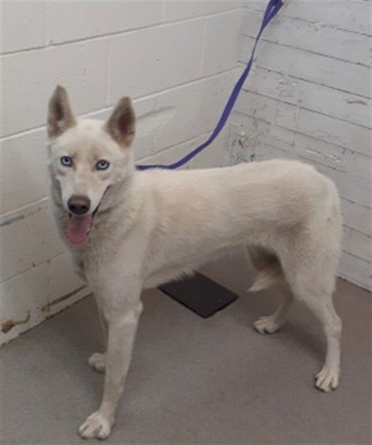 LOIS - Siberian Husky available for adoption