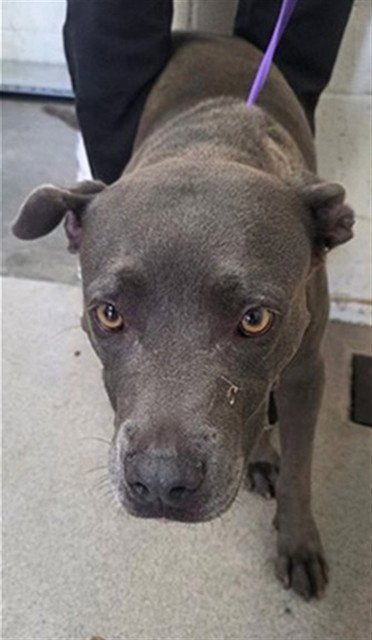 PRIM - Pit Bull Terrier available for adoption