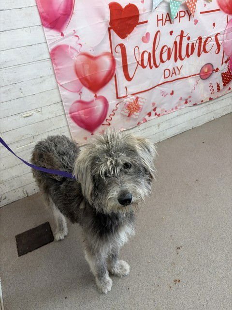 ARTHUR - Schnauzer available for adoption