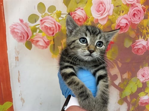 BEAN - Domestic Short Hair available for adoption