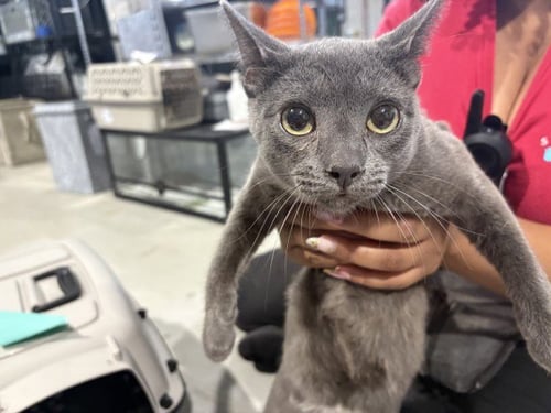 ALFIE - Domestic Short Hair available for adoption