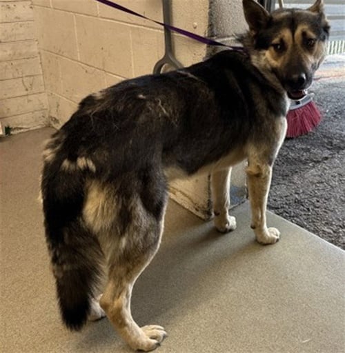 BRUNO - German Shepherd Dog available for adoption
