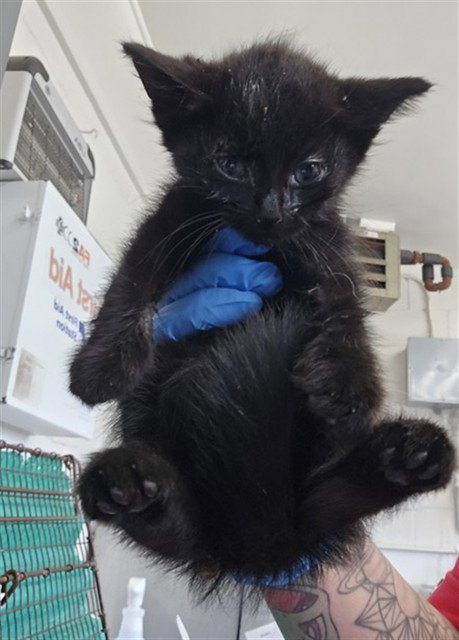 ARISTOTLE - Domestic Short Hair available for adoption