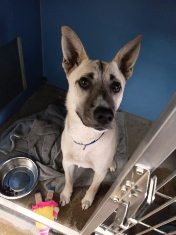 NY - Siberian Husky available for adoption