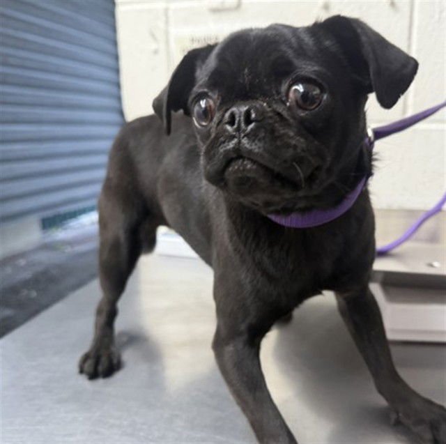 VIOLETA - Pug available for adoption