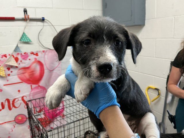 MULAN - Pit Bull Terrier available for adoption