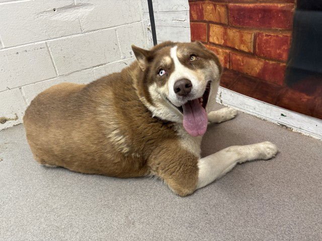 SKYLAR - Siberian Husky available for adoption