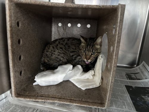 MISSY - American Shorthair available for adoption