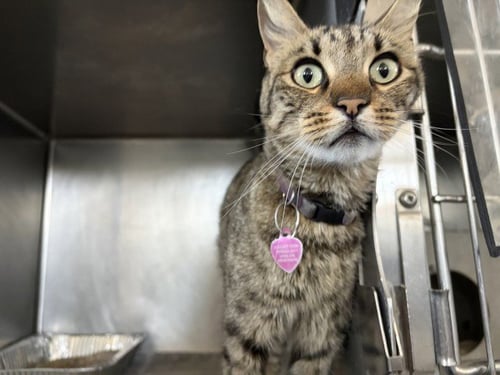 MISSY - American Shorthair available for adoption