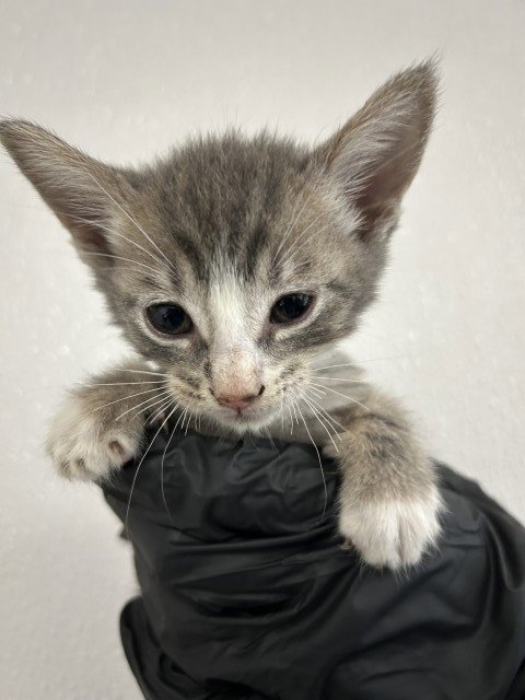KAROL - Domestic Short Hair for adoption in San Bernardino