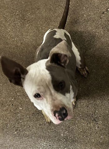 COW GIRL - Pit Bull Terrier available for adoption