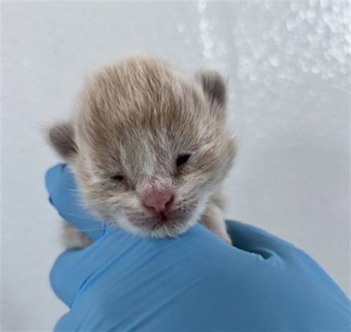 A596399 - Domestic Short Hair available for adoption