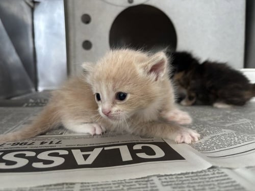 A596399 - Domestic Short Hair available for adoption