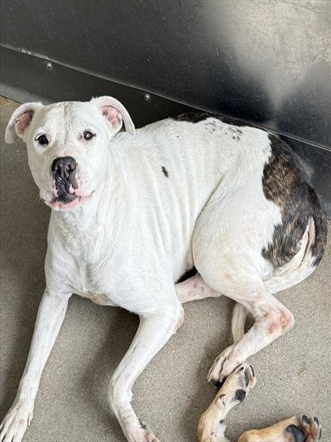 AURORA - Pit Bull Terrier available for adoption