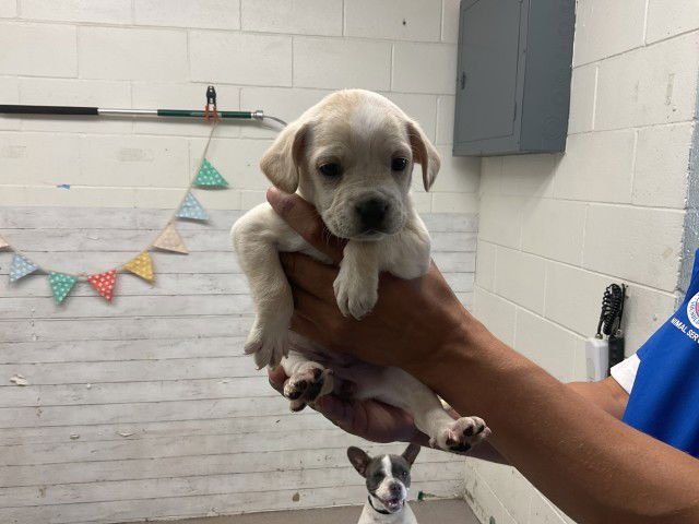 BUBBLES - Boston Terrier available for adoption