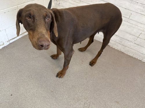 DAPHNE - Doberman Pinscher available for adoption