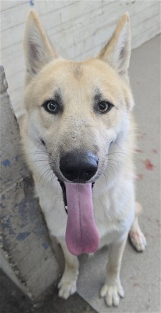 TOMMY - German Shepherd Dog available for adoption